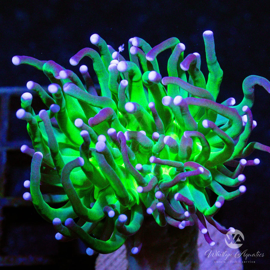 D52 - [NEW RELEASE!] WA Green Goblin Torch - WYSIWYG