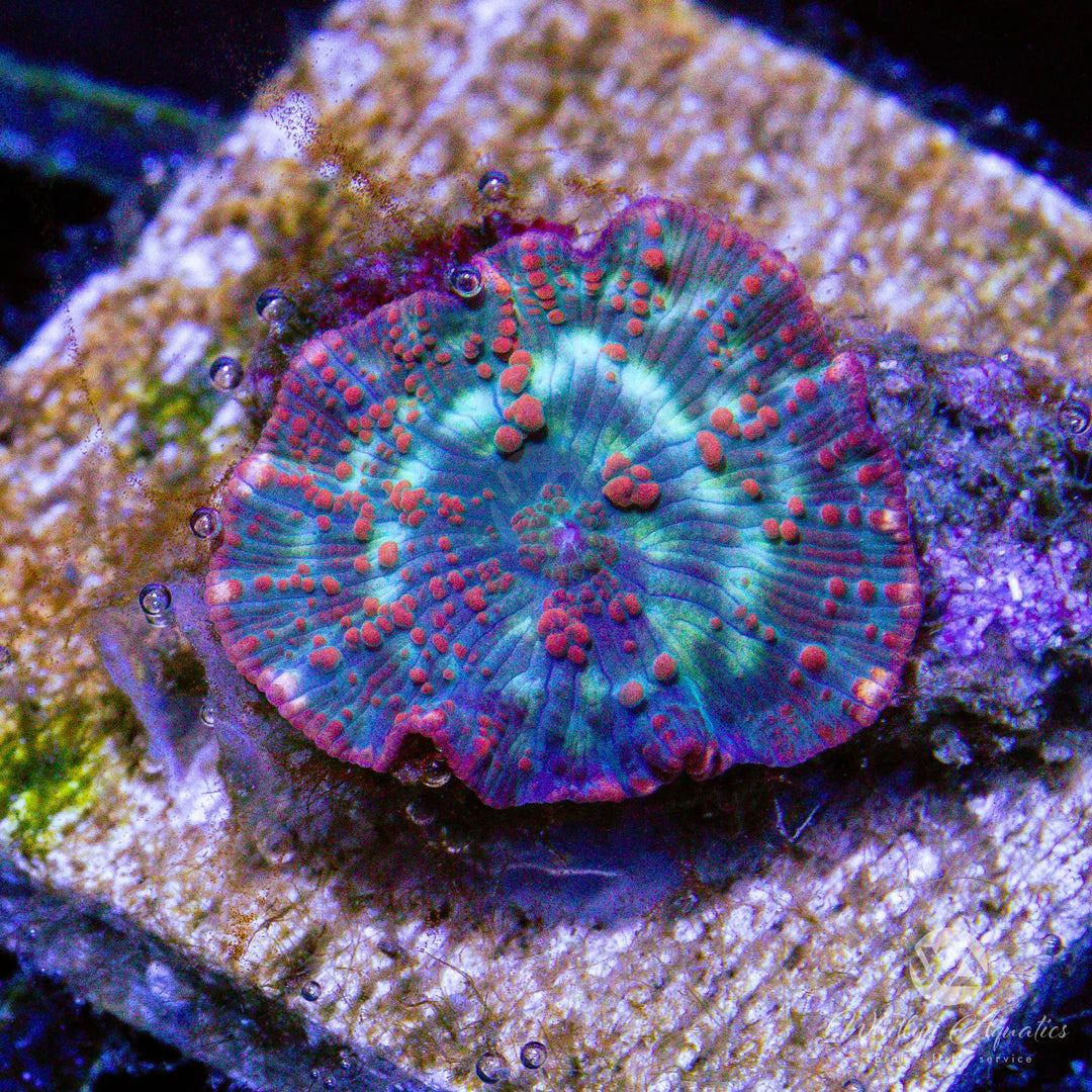 D44 - WA Nebula Mushroom - WYSIWYG