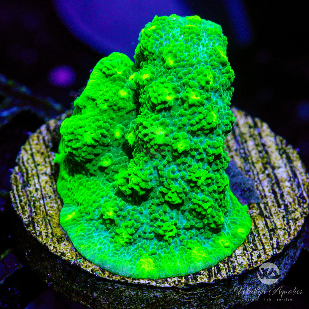 36A - WA Kryptonite Cyphastrea - WYSIWYG