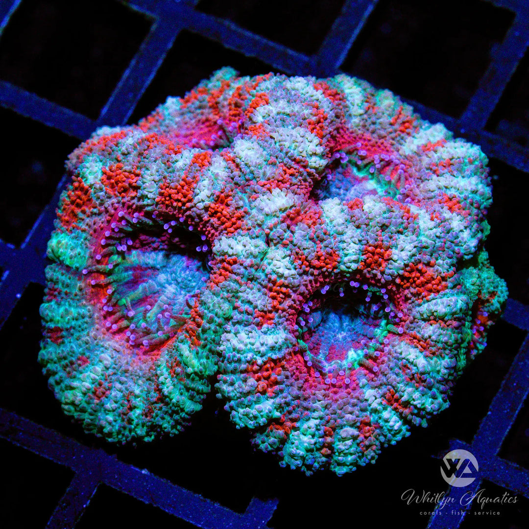 B44 - [NEW RELEASE!] WA Mint Candy Cane Acan - WYSIWYG