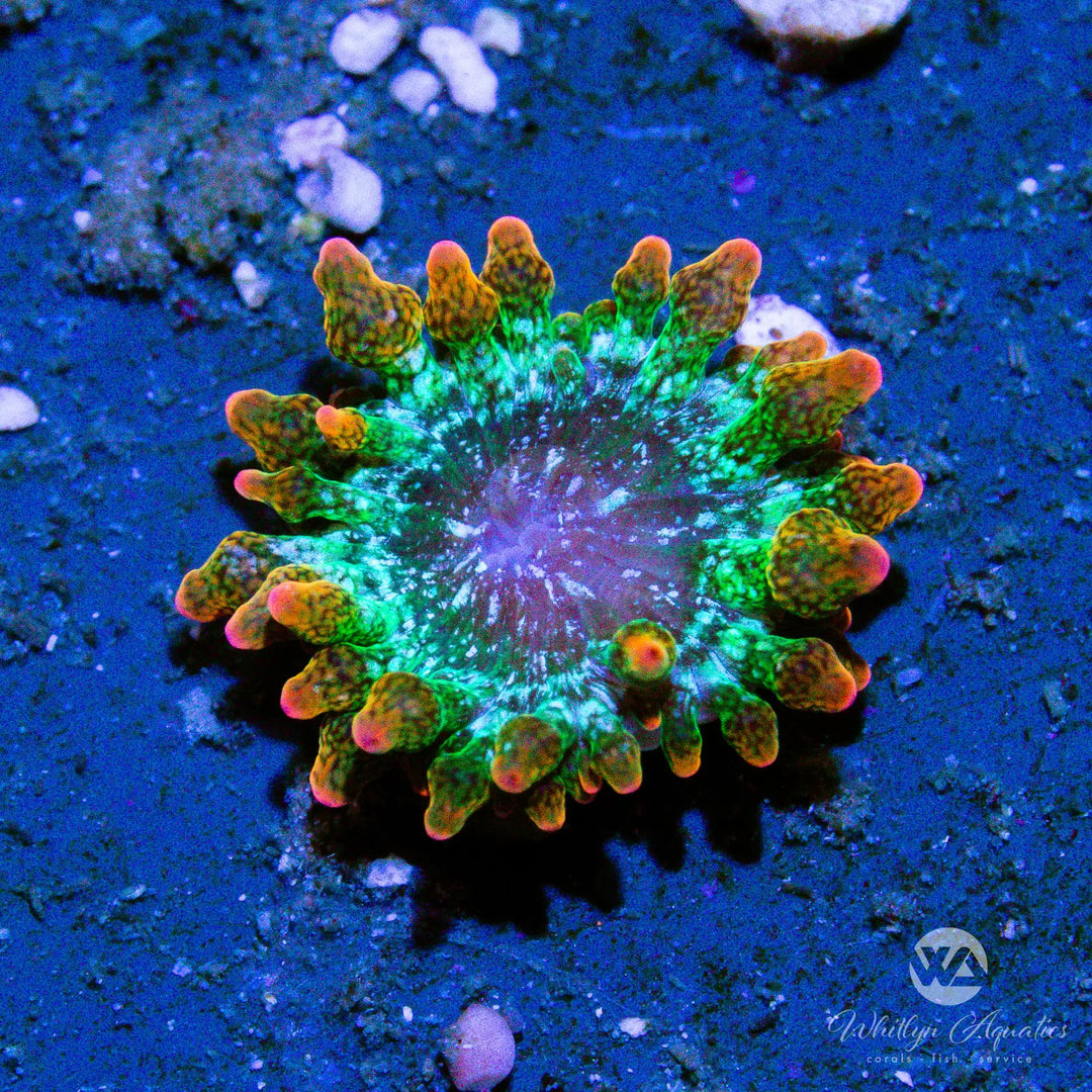 A48 - Baby Rainbow Bubble Tip Anemone (~.5") - WYSIWYG