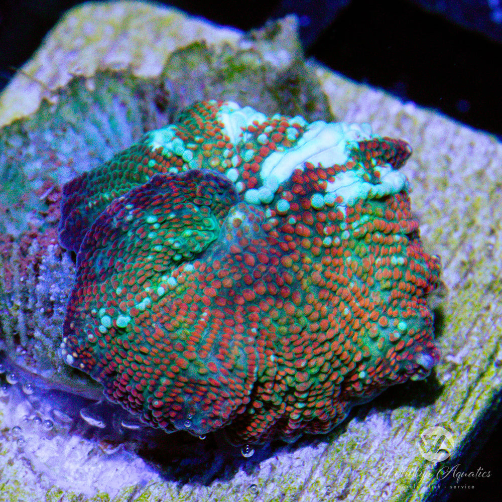 C32 - WA Orange Frosty Mushroom - WYSIWYG - Whitlyn Aquatics