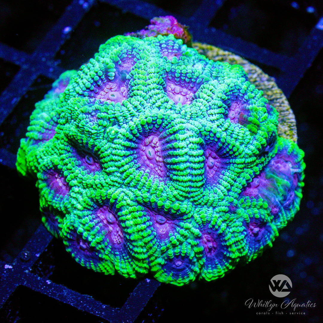 C33 - WA Peeps Favia - WYSIWYG - Whitlyn Aquatics