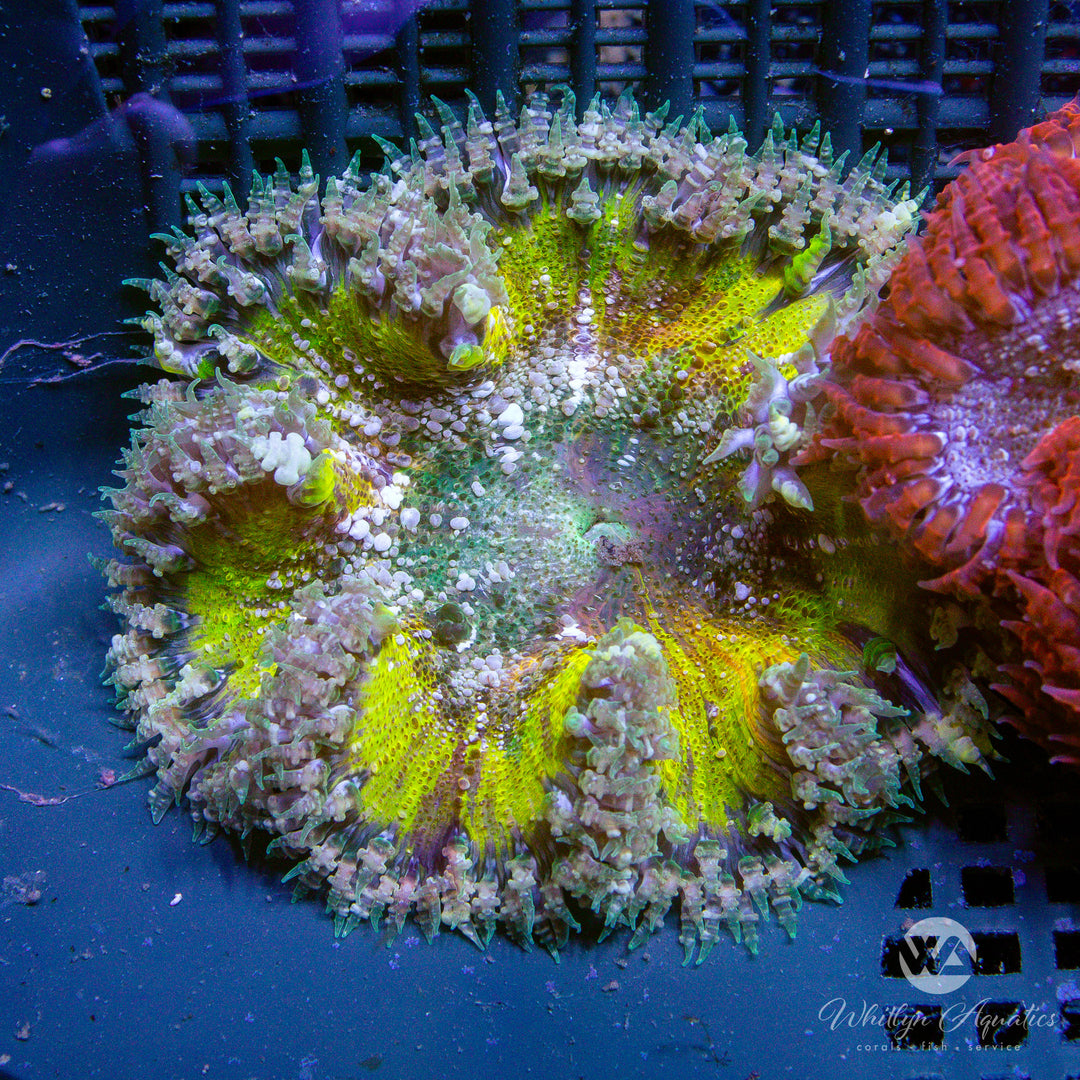 62D - Rock Flower Anemone - WYSIWYG