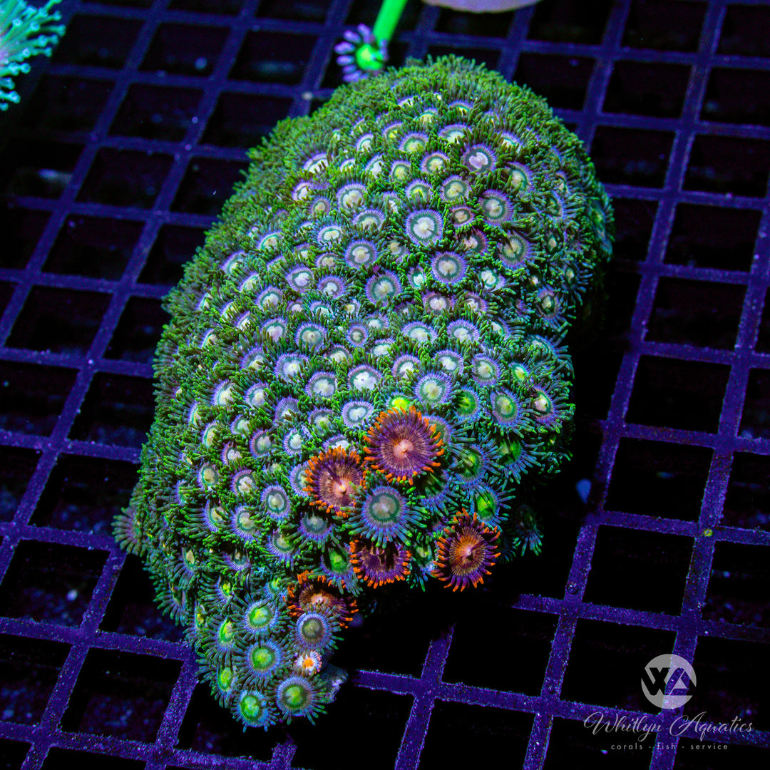 A52 - Zoa Colony - WYSIWYG