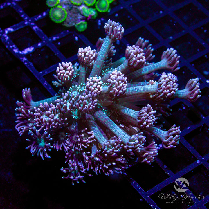 D03 - WA Peachy Keen Goni - WYSIWYG - Whitlyn Aquatics