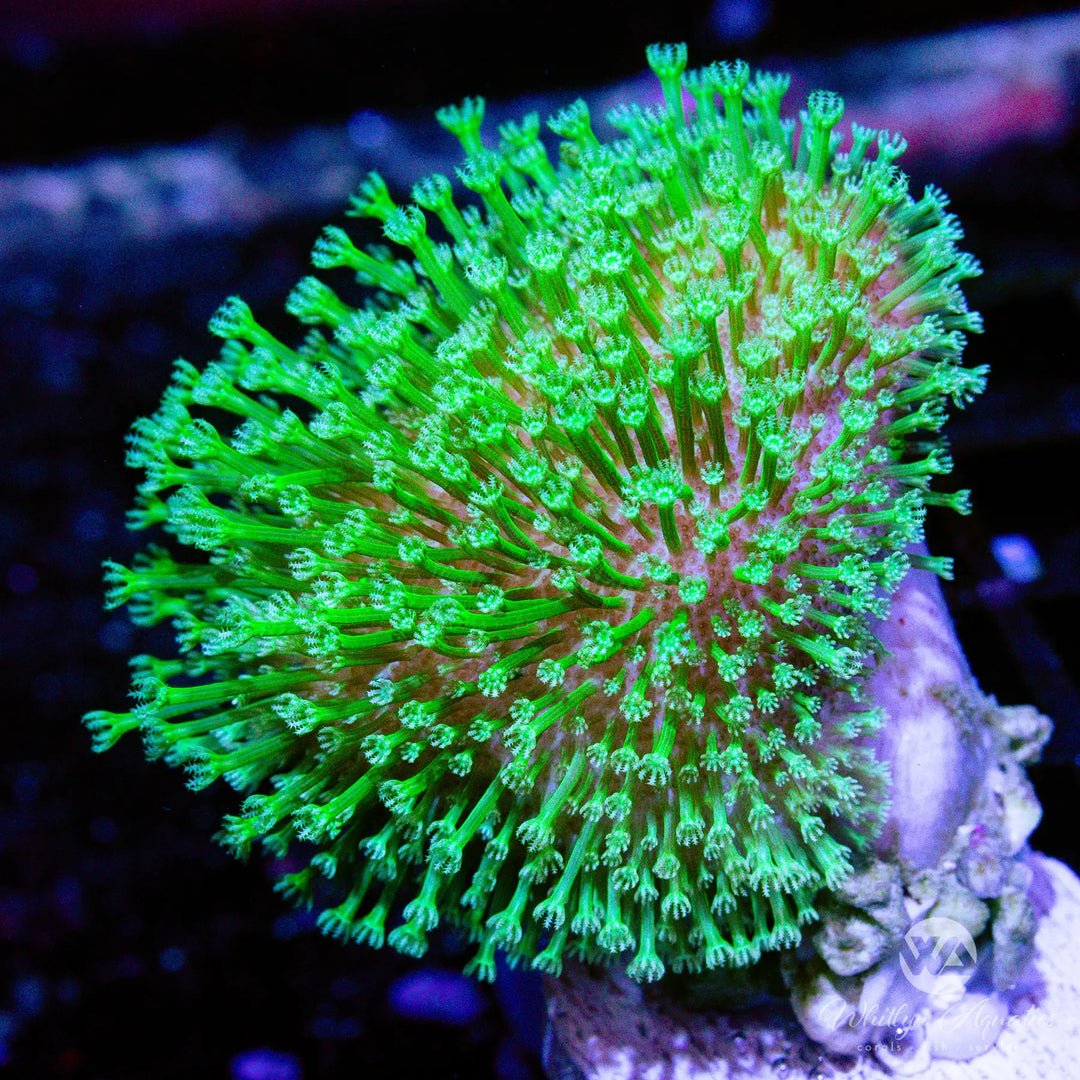 B03 - Neon Green Toadstool - WYSIWYG