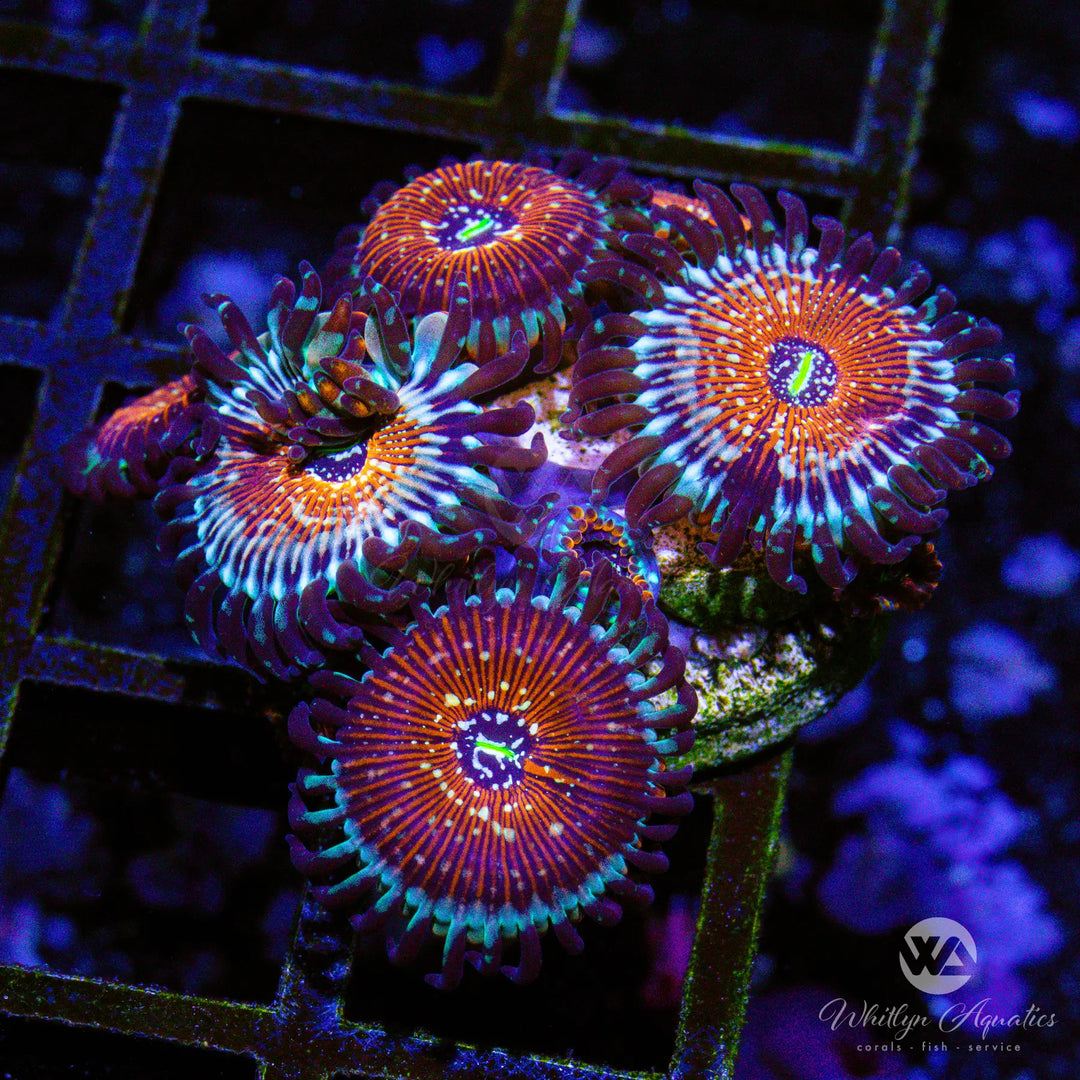 C05 - WA Red Zombie Zoa - WYSIWYG