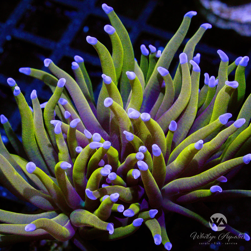 C03 - 24k Torch - WYSIWYG - Whitlyn Aquatics