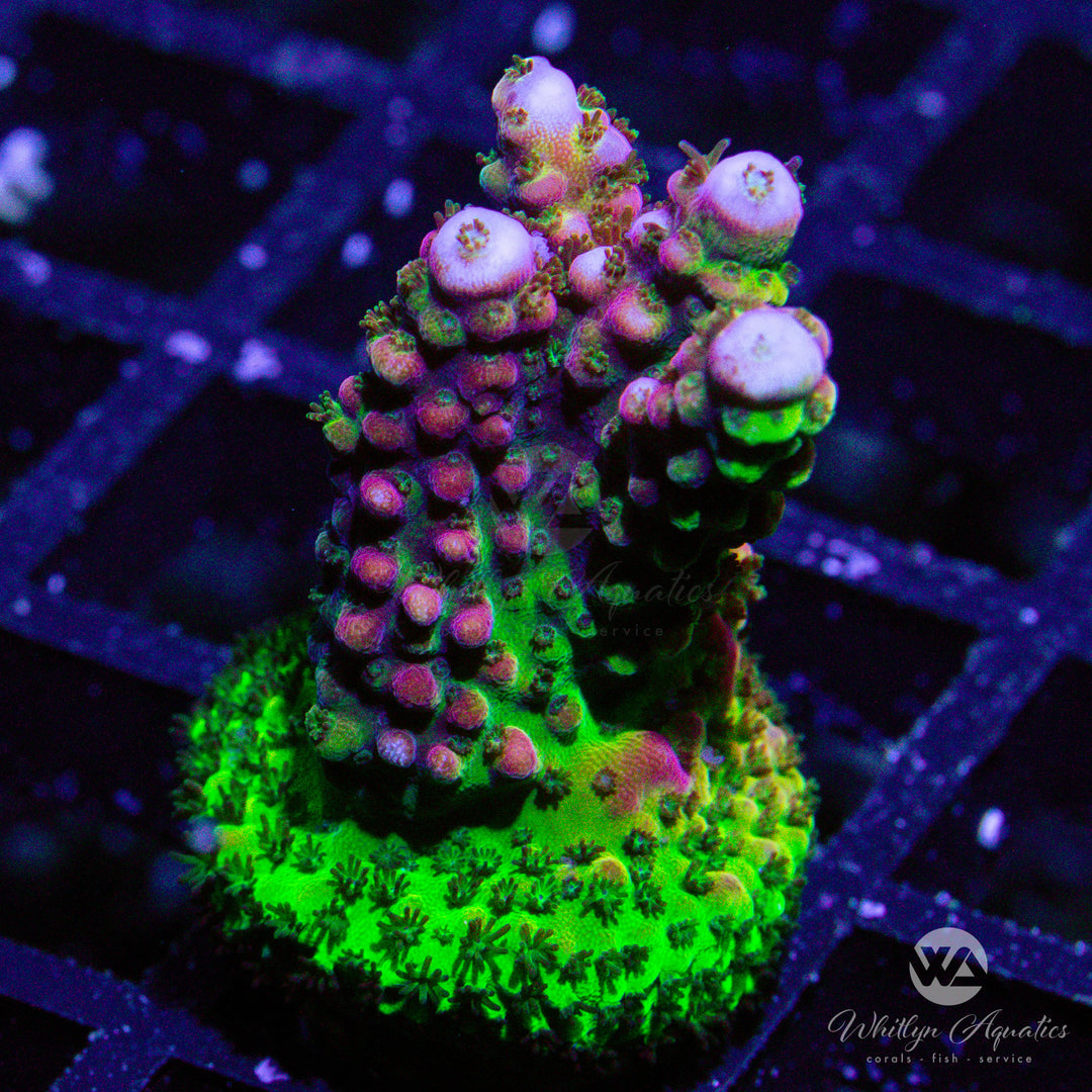 D47 - Red Planet Acropora - WYSIWYG