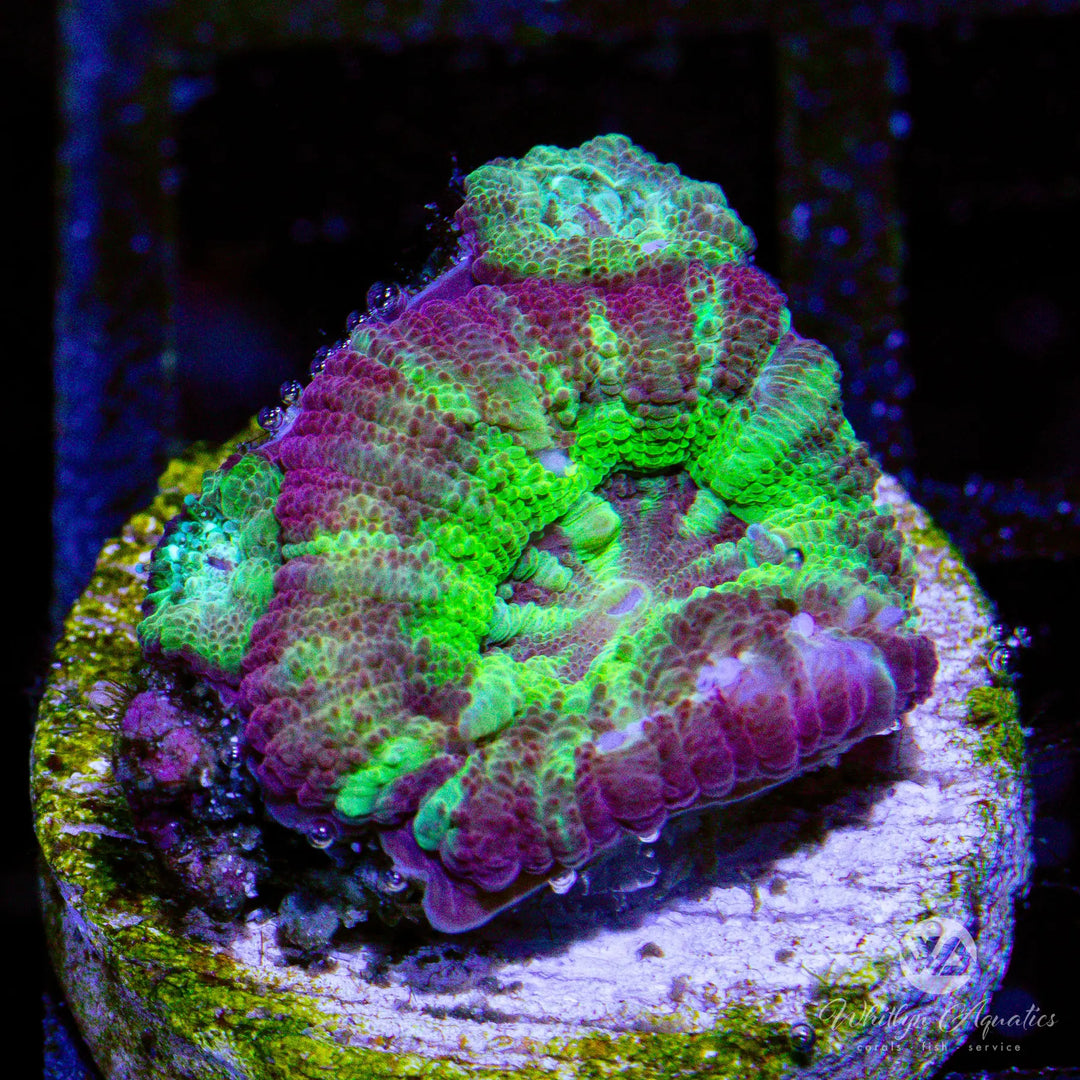 49B - WA Coldhearted Asian Acan - WYSIWYG