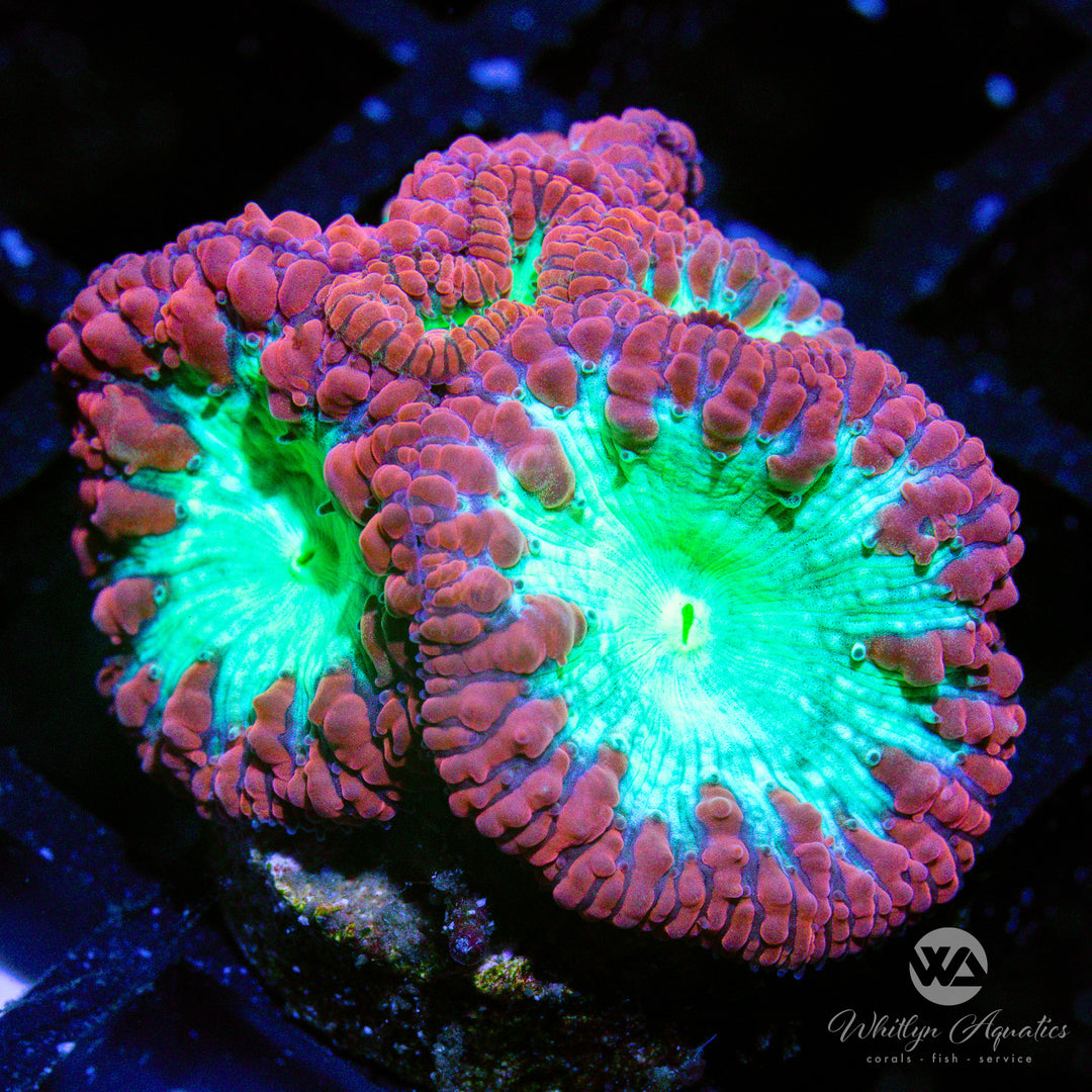 C34 - WA Cherry Limeade Blastomussa - WYSIWYG - Whitlyn Aquatics
