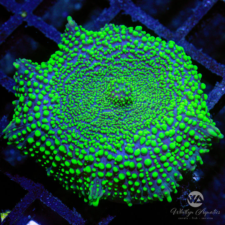 D26 - [NEW RELEASE!] King Piccolo Mushroom - WYSIWYG - Whitlyn Aquatics