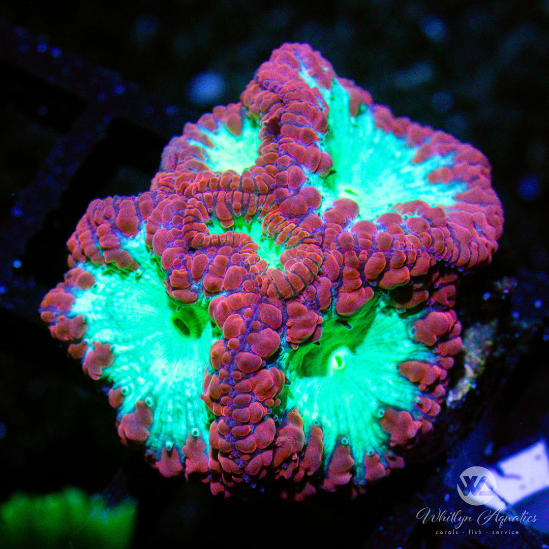 C34 - WA Cherry Limeade Blastomussa - WYSIWYG - Whitlyn Aquatics