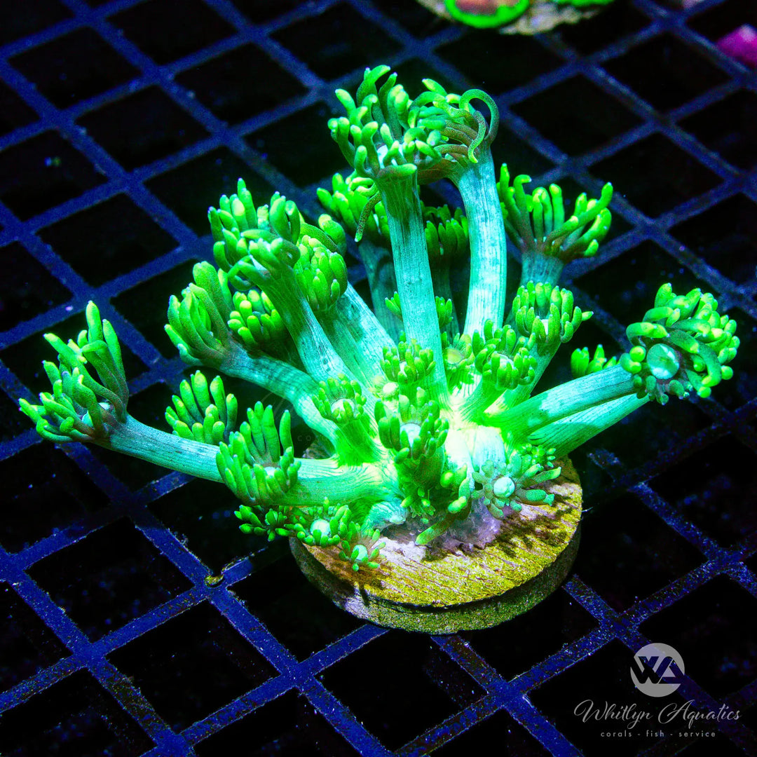 D15 - WA Glowstick Goni - WYSIWYG