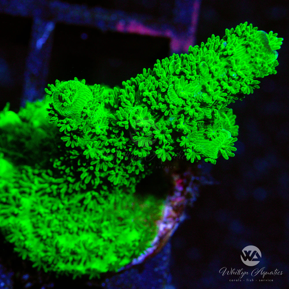 C35 - OG Bali Green Slimer - WYSIWYG - Whitlyn Aquatics
