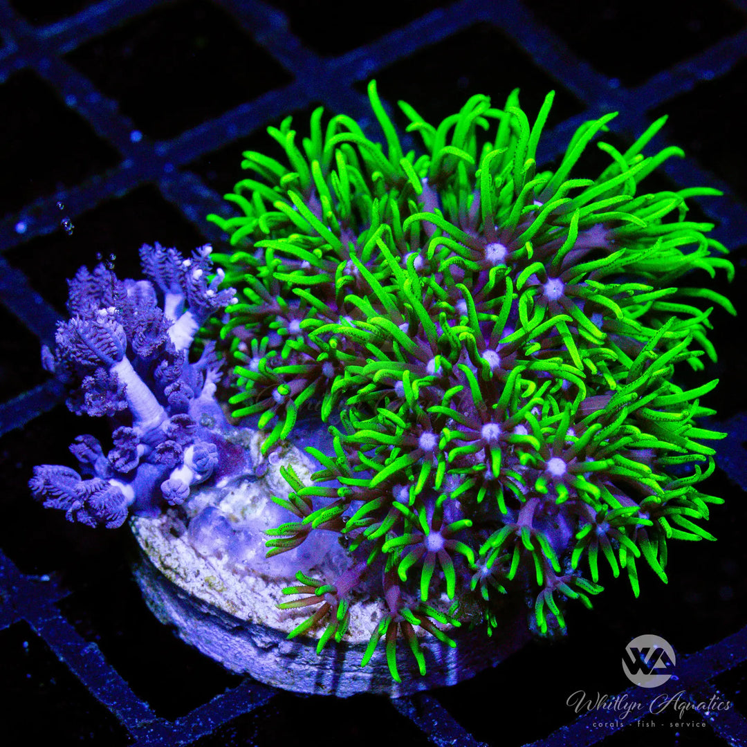 D49 - GSP - Xenia Combo - WYSIWYG