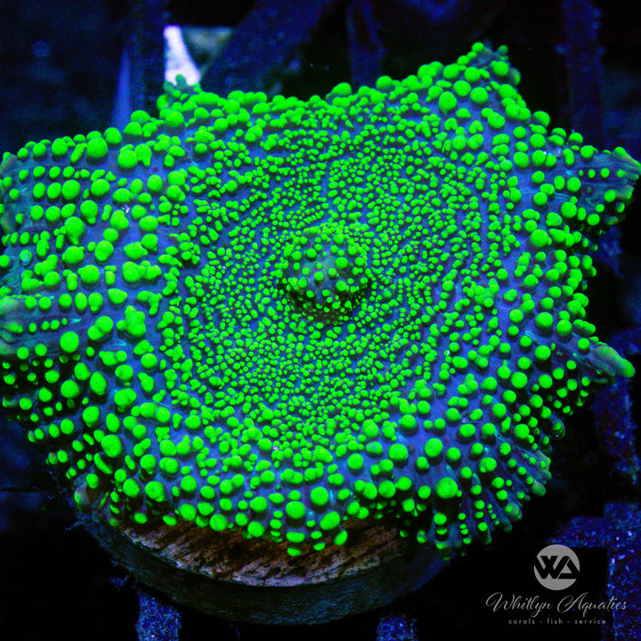 D26 - [NEW RELEASE!] King Piccolo Mushroom - WYSIWYG - Whitlyn Aquatics