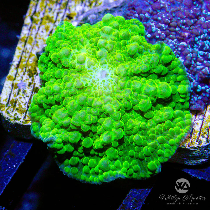 B49 - WA Shrek - Merlin Mushroom Combo - WYSIWYG