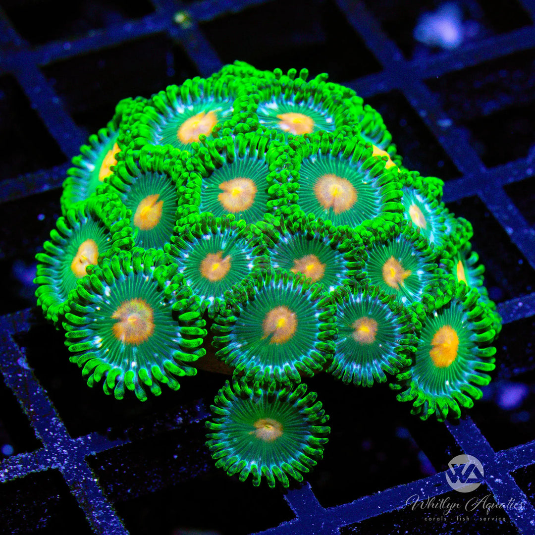 52B - Miami Hurricane Zoa - WYSIWYG