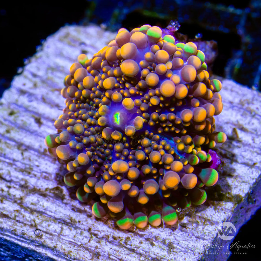 D50 - WA Pumpkin King Ricordea - WYSIWYG