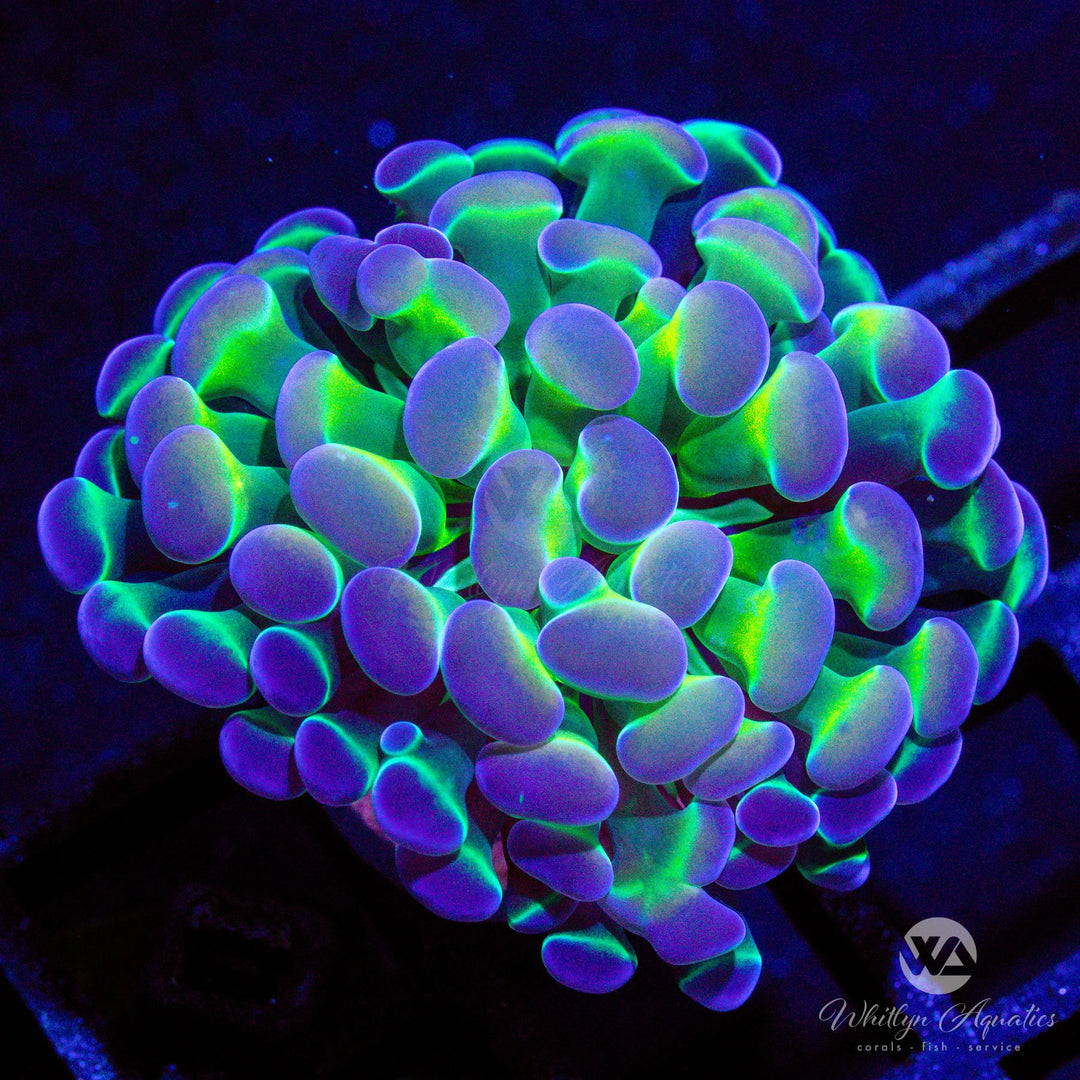 C56 - Holy Grail Branching Hammer - WYSIWYG