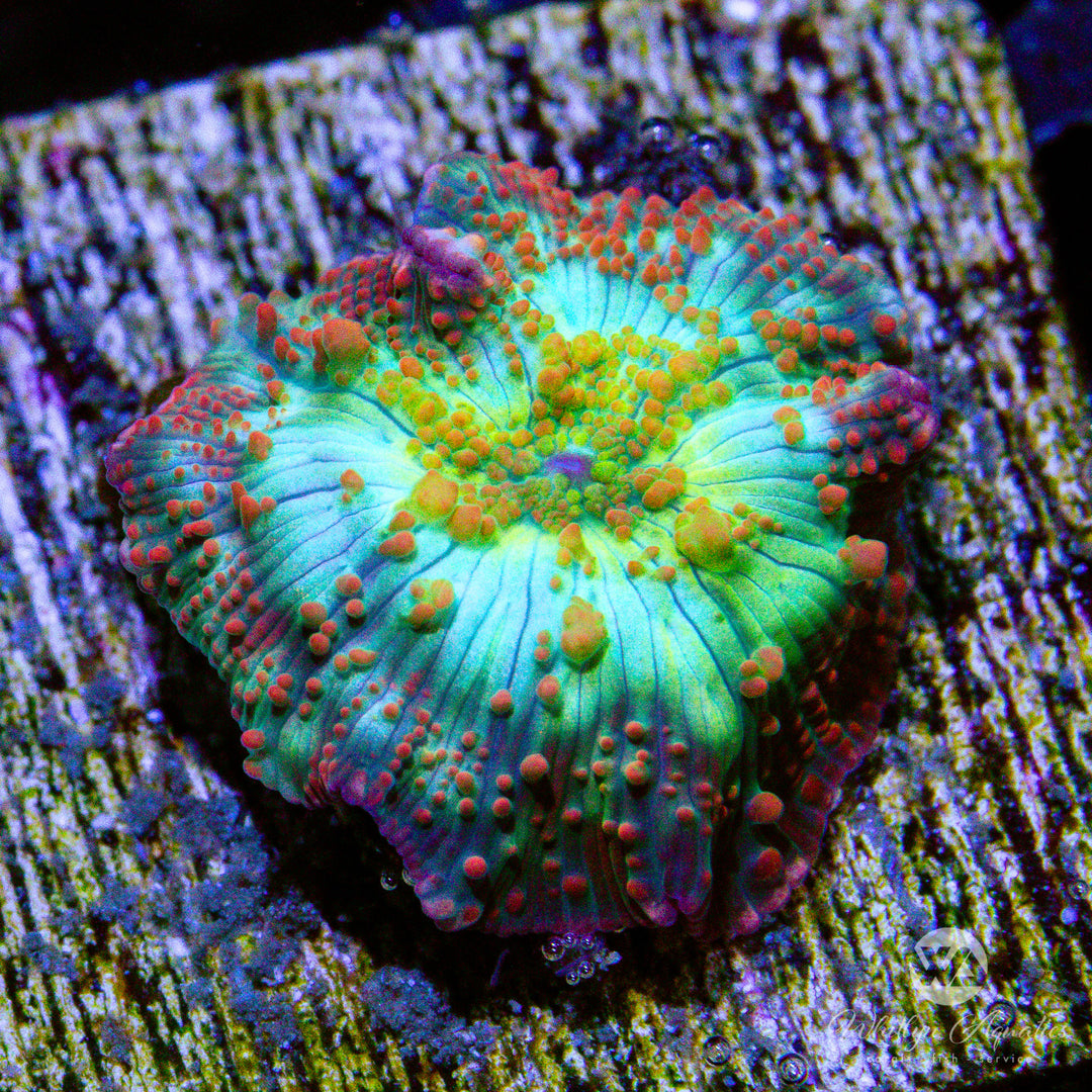 WA Golden Apple Mushroom - WYSIWYG