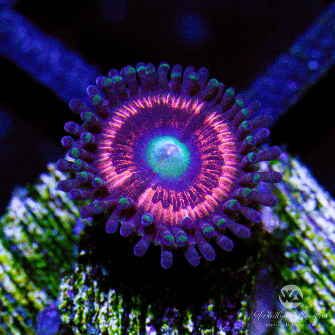 C36 - Pink Cat's Eye Zoanthid - WYSIWYG - Whitlyn Aquatics
