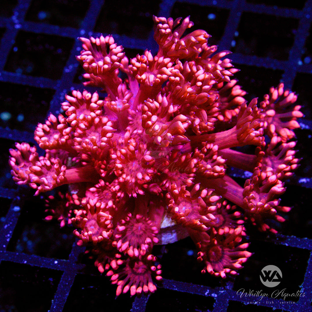 WA Ring of Fire Goniopora (Aquacultured)
