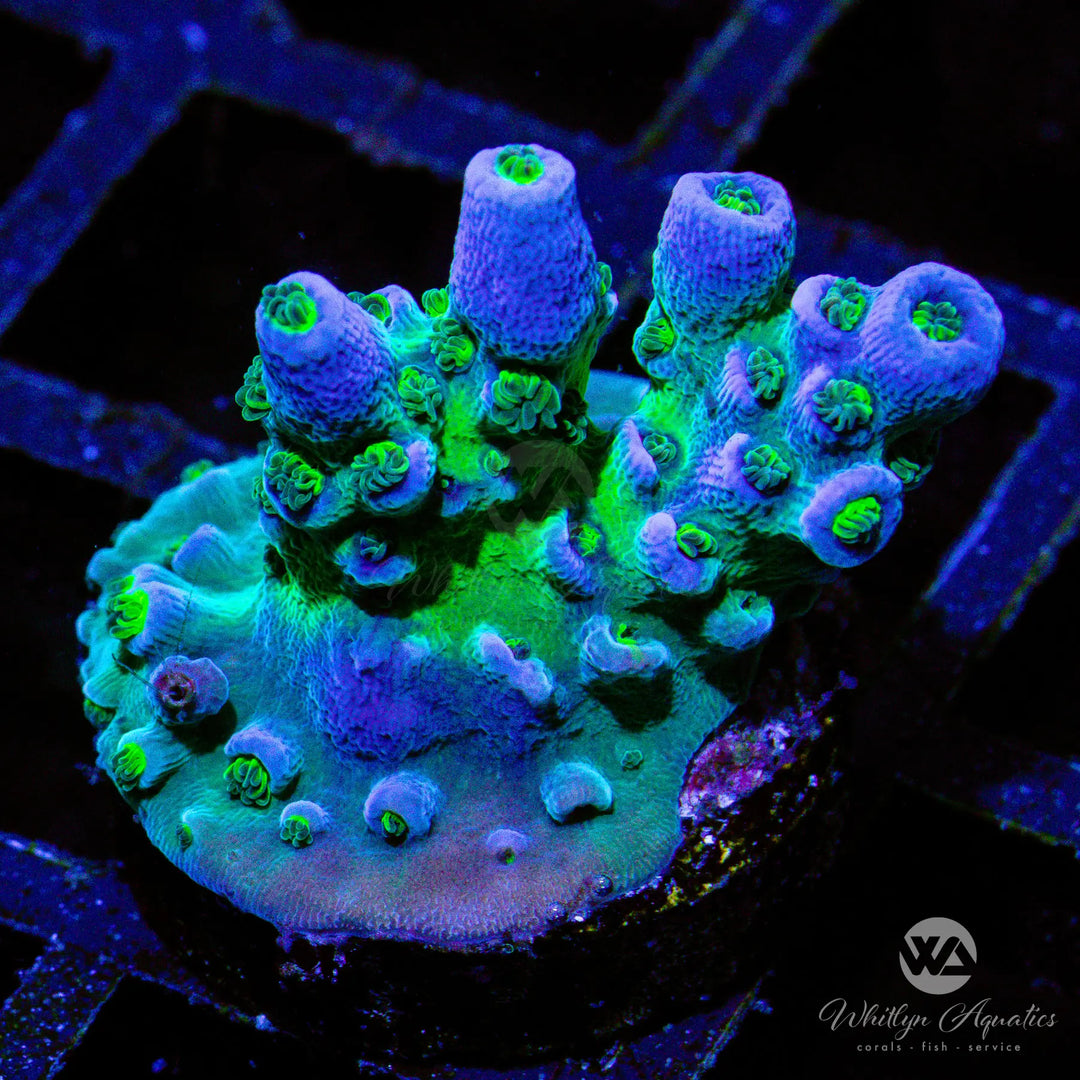 D51 - Jolt Acro - WYSIWYG