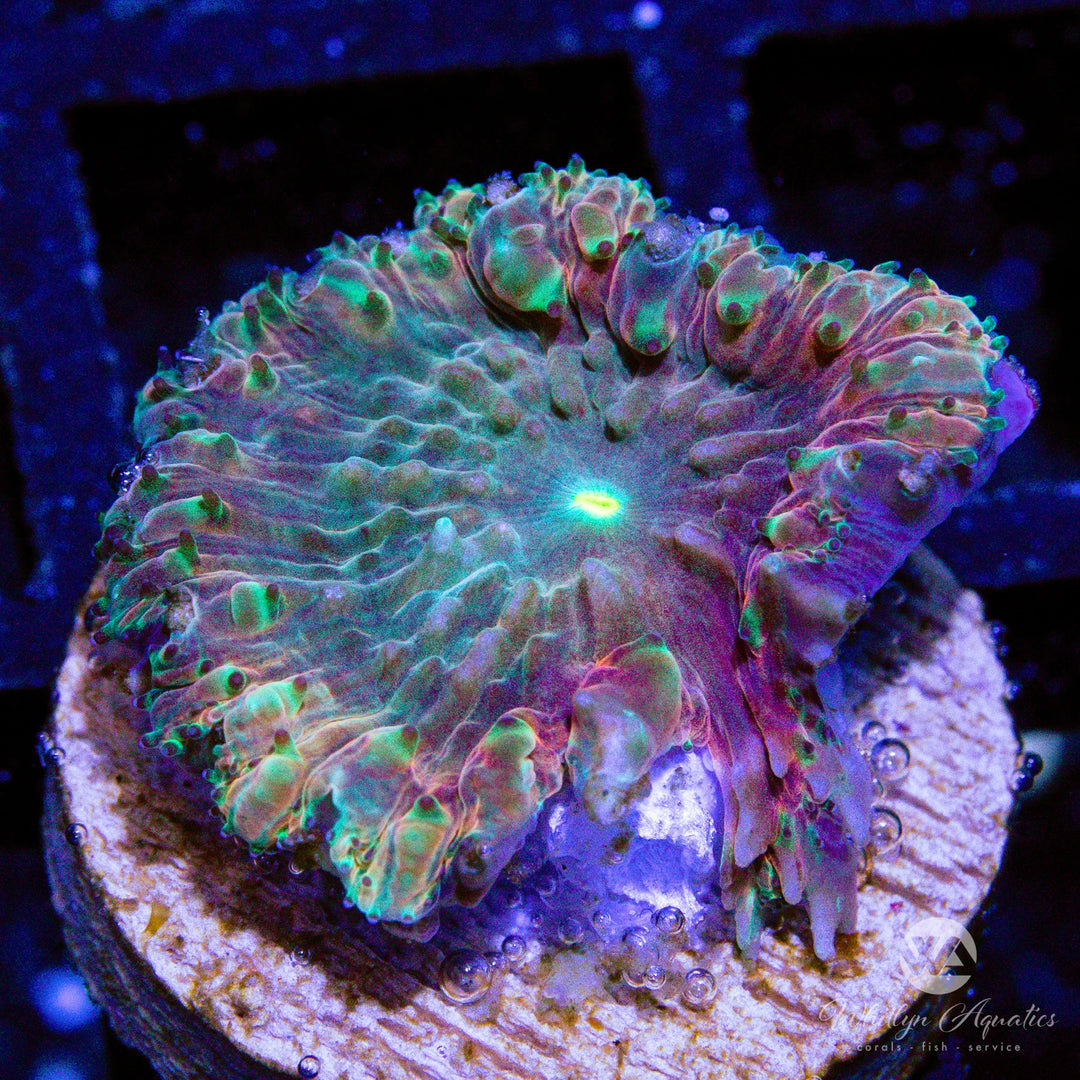 B57 - [NEW RELEASE!] WA Bronze Age Blasto - WYSIWYG