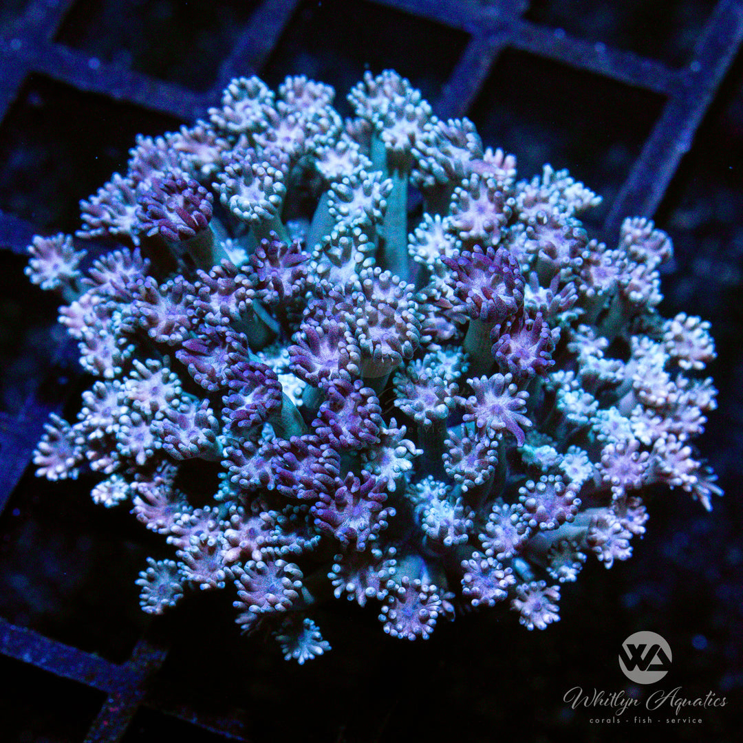 C37 - WA Too Toned Goniopora - WYSIWYG - Whitlyn Aquatics