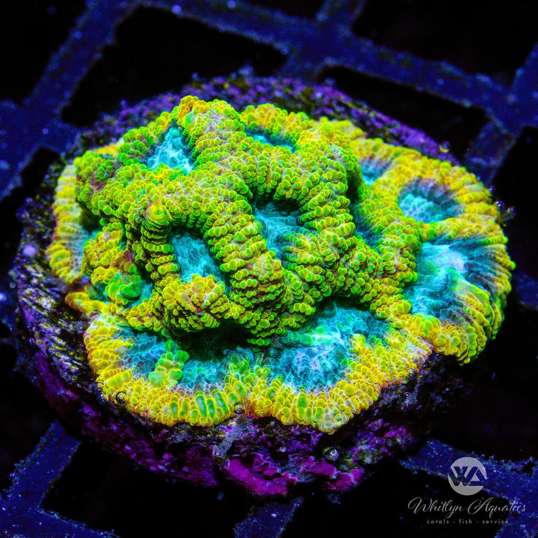 D52 - Favia Of The Gods - WYSIWYG