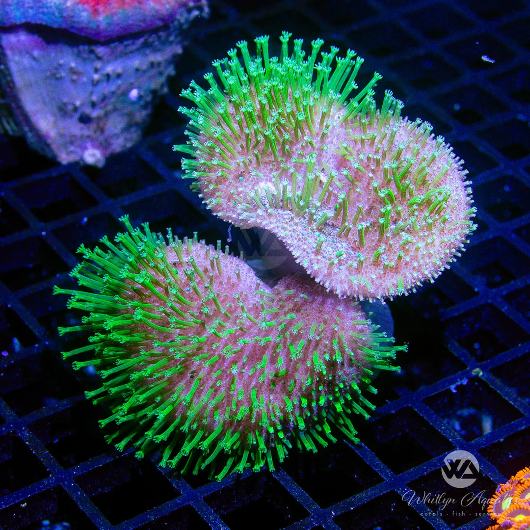 45A - Neon Green Toadstool - WYSIWYG