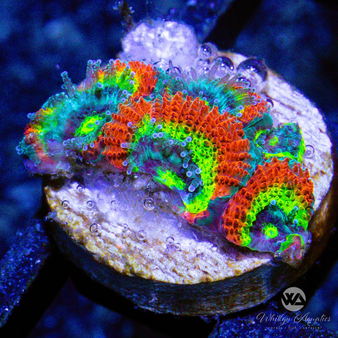 D58 - Holy Grail Micromussa - WYSIWYG