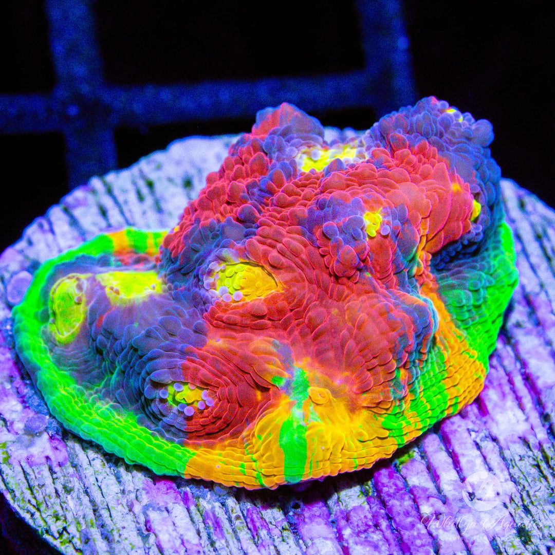 C60 - Jellybean Chalice - WYSIWYG