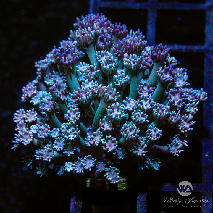 C37 - WA Too Toned Goniopora - WYSIWYG - Whitlyn Aquatics