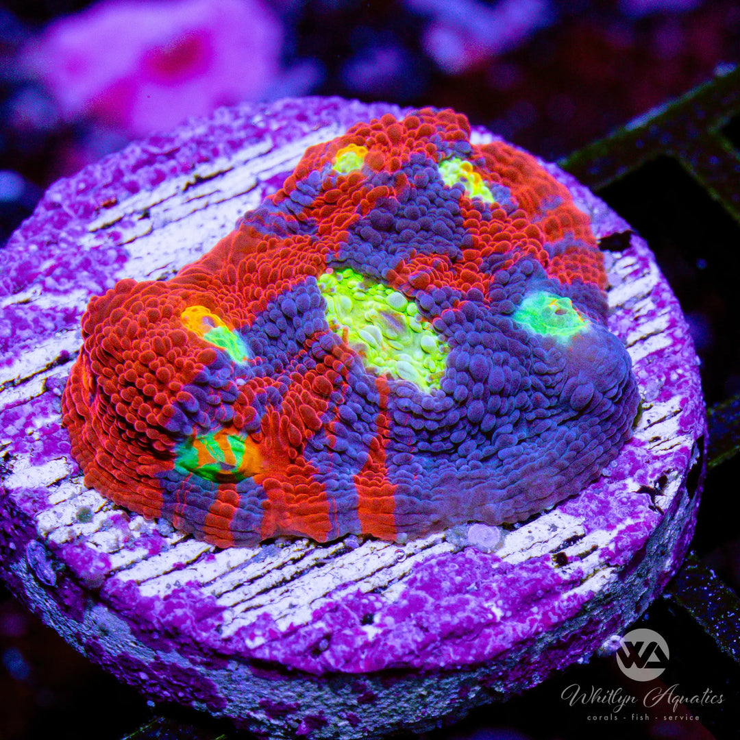 56B - WA Superman Rainbow Chalice - WYSIWYG