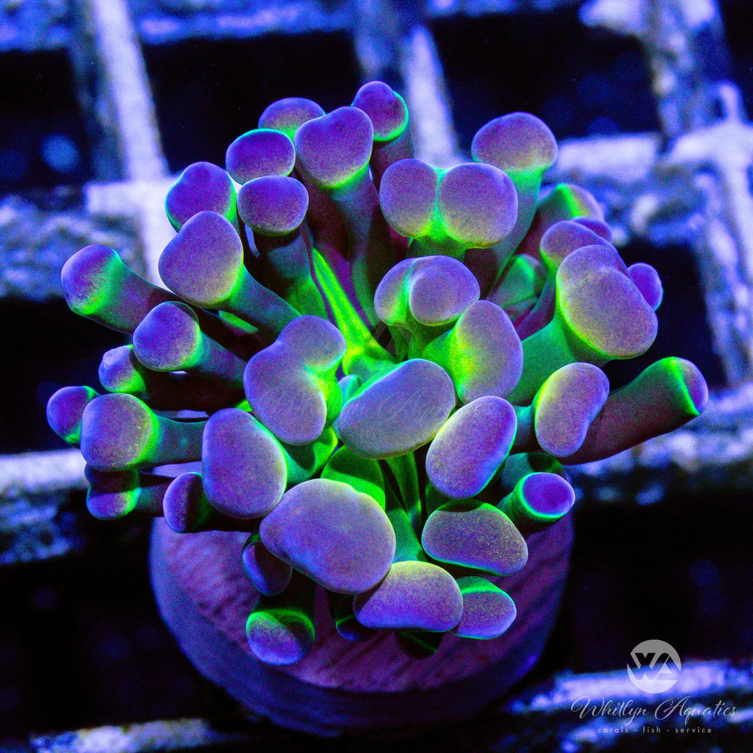 B61 - Holy Grail Hologram Branching Hammer - WYSIWYG