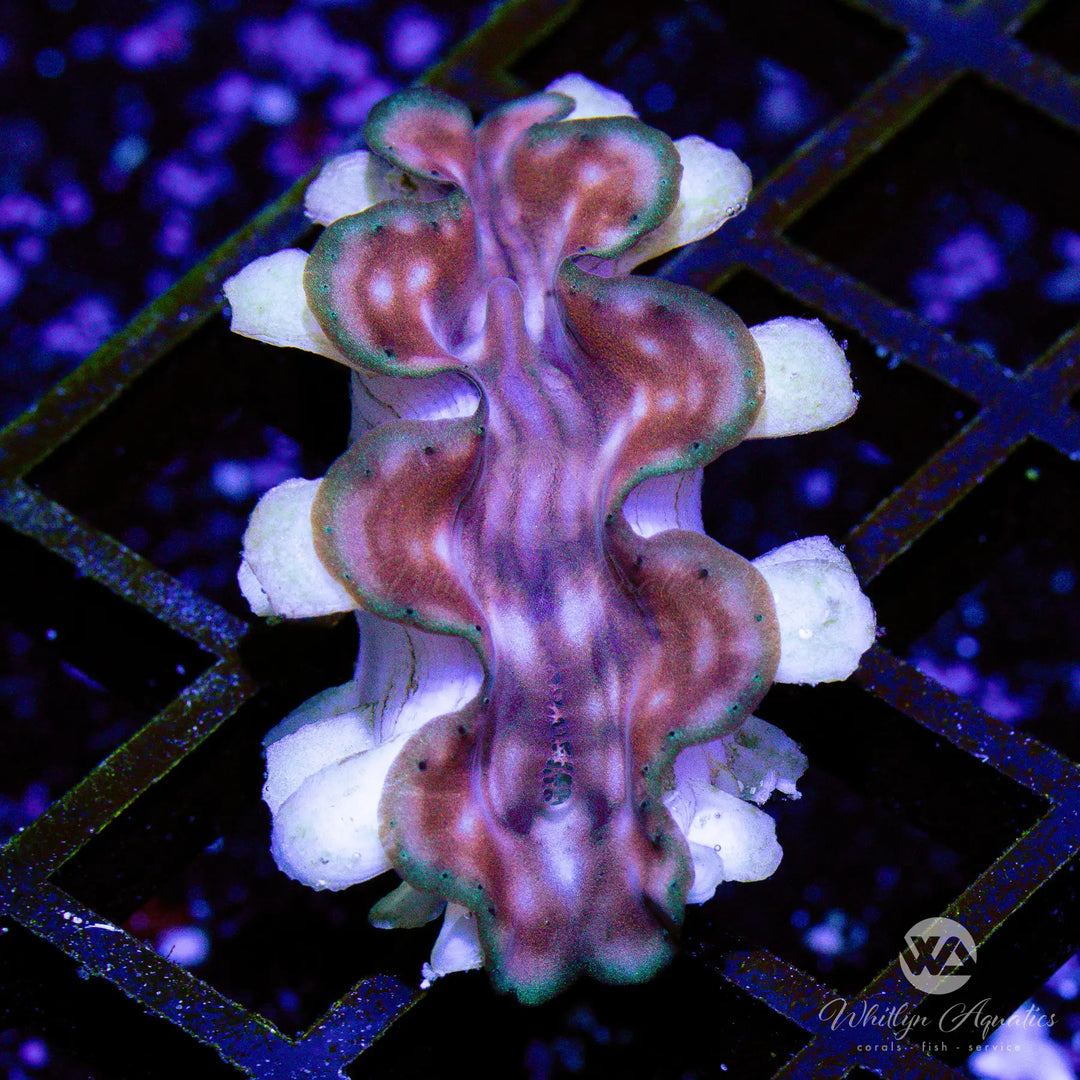 58B - Squamosa Clam (~1") - WYSIWYG