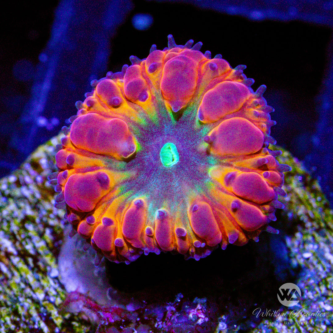 D59 - WA Rainbow Melt Blastomussa - WYSIWYG