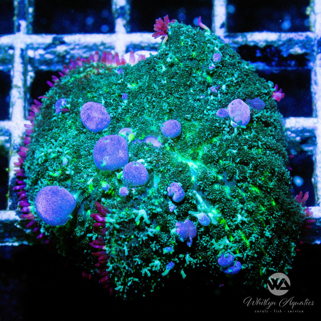 B62 - WA Blueballs Bounce Mushroom - WYSIWYG