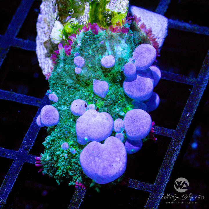 A57 - XL WA Blueballs Bounce Mushroom - WYSIWYG