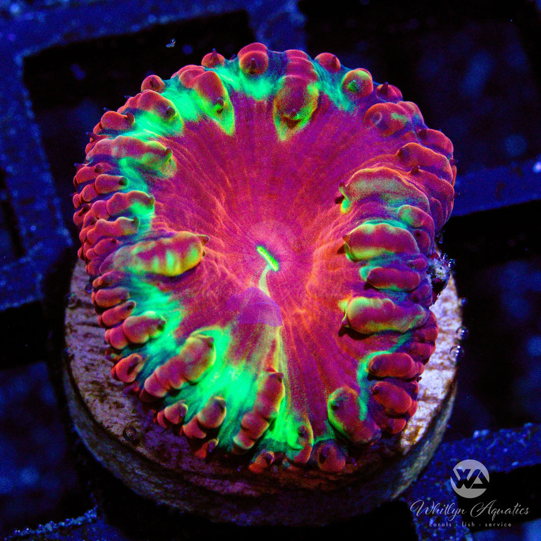 B54 - WA Halo Blasto - WYSIWYG