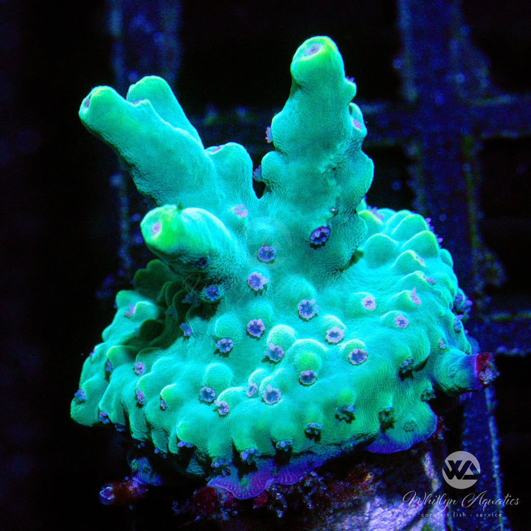 C40 - Scorpion Acropora - WYSIWYG - Whitlyn Aquatics
