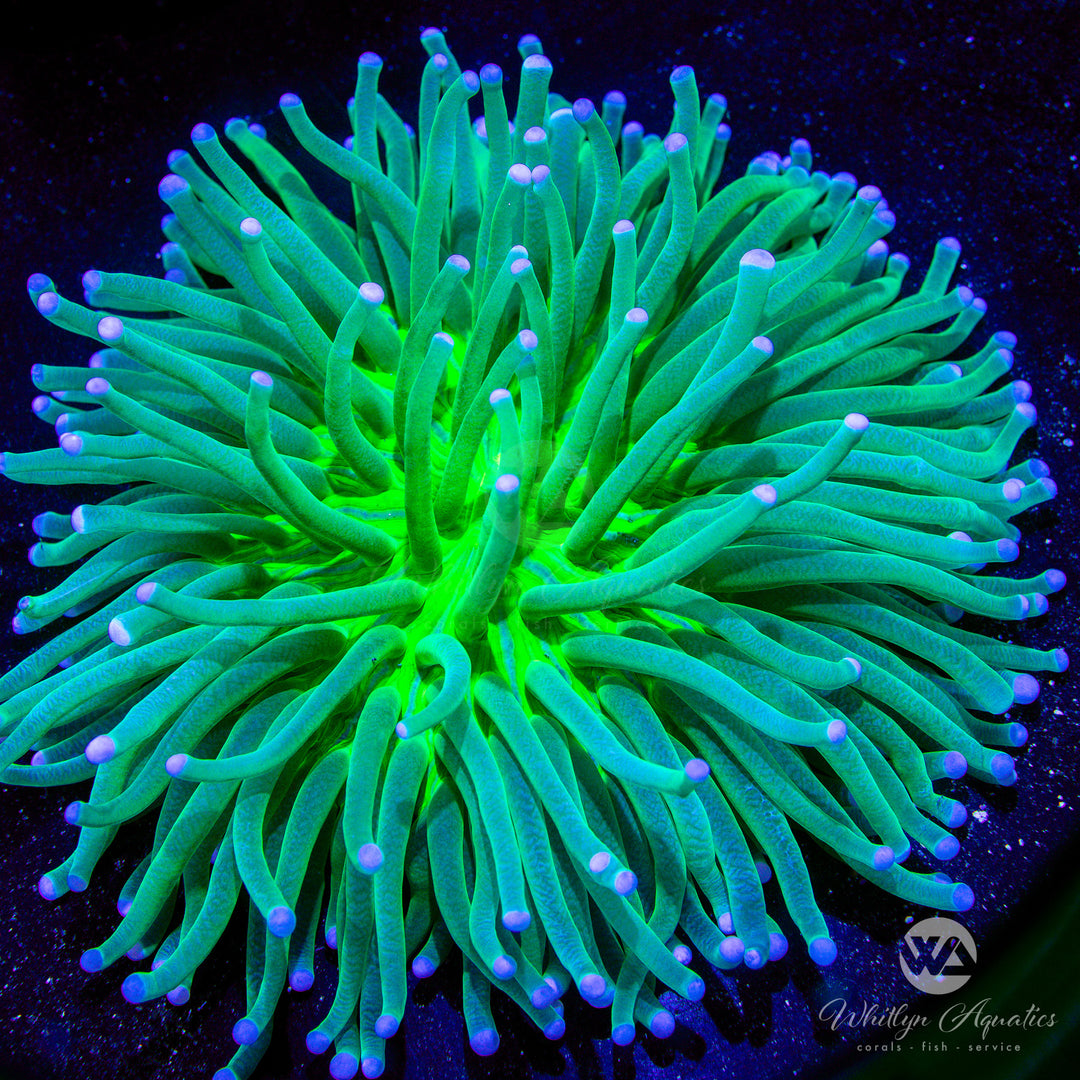 D43 - Long Tentacle Plate Coral (~7") - WYSIWYG