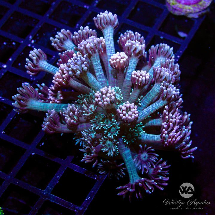 D03 - WA Peachy Keen Goni - WYSIWYG - Whitlyn Aquatics