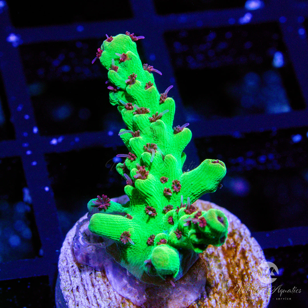 D52 - Strawberry Shortcake Acro - WYSIWYG