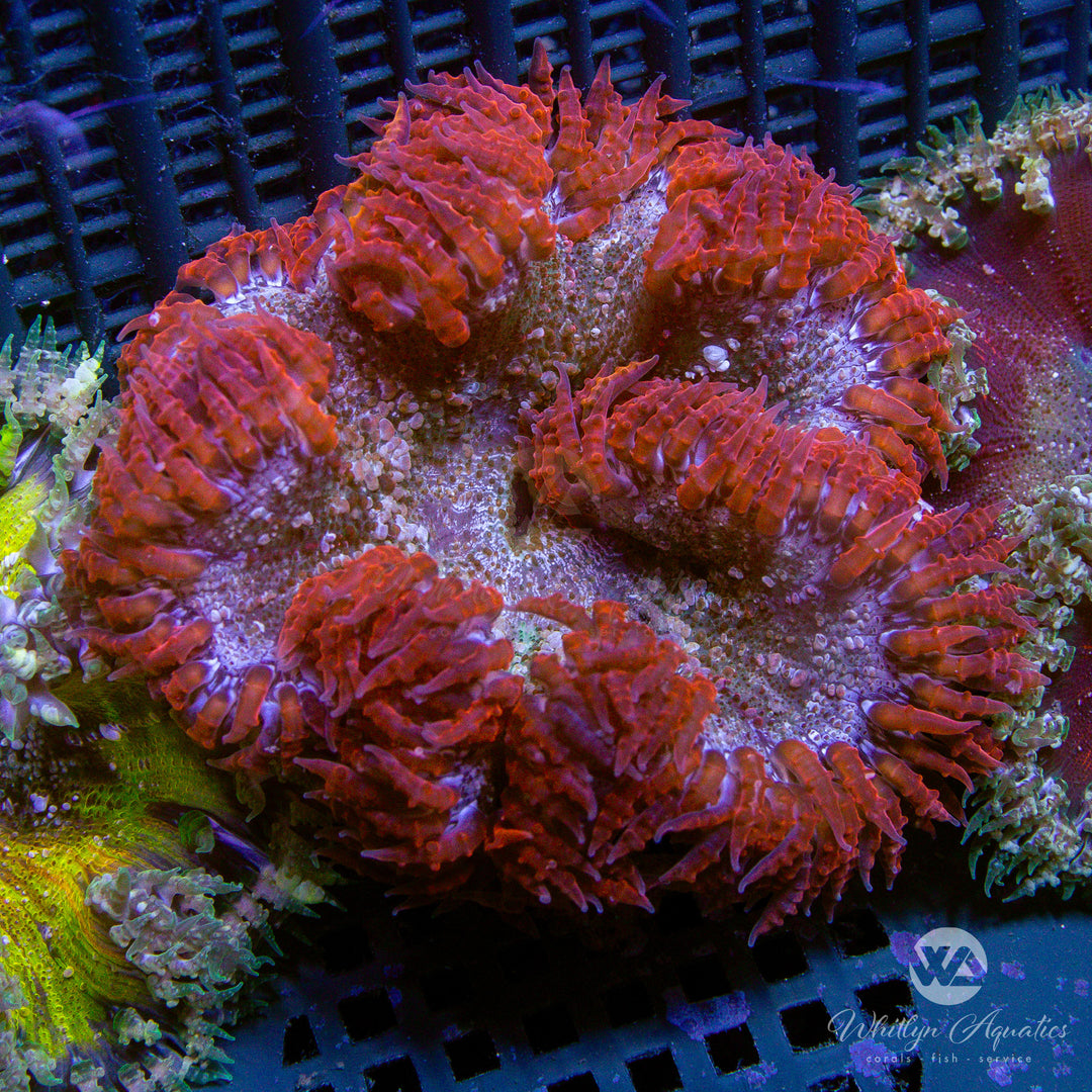 42D - Rock Flower Anemone - WYSIWYG