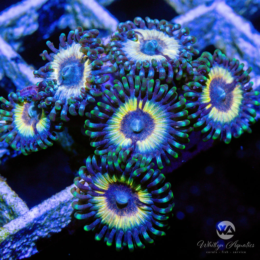 B50 - Petroglyph Zoa - WYSIWYG